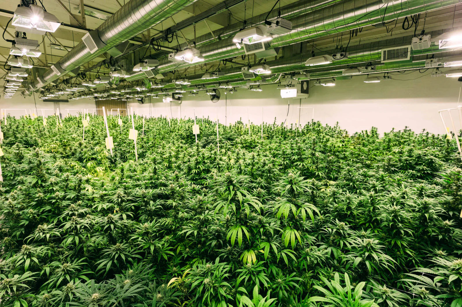 Richard, founder, in the dispensary